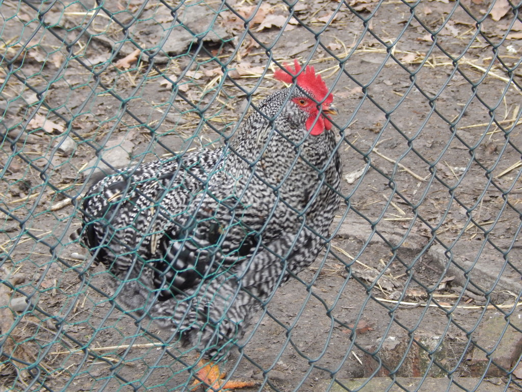 Hybrid amroksky